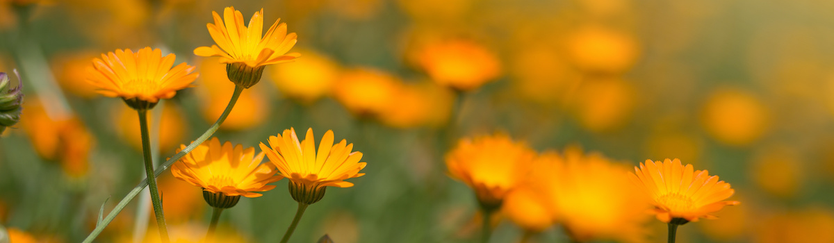 Le Souci, un soleil, et pas qu’au jardin !