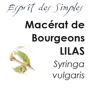 Macerat Bourgeon Lilas