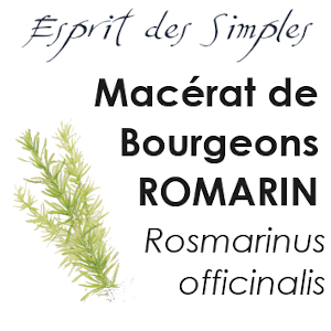 Romarin bio et Demeter – Rosmarinus officinalis