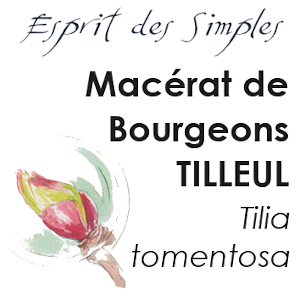 Macérat de Bourgeons Tilleul