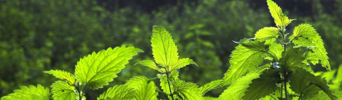 Ortie, une mauvaise herbe de choix !