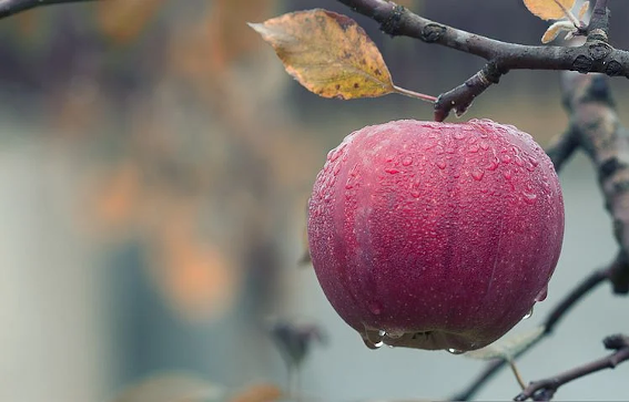 Pomme et Immortalité