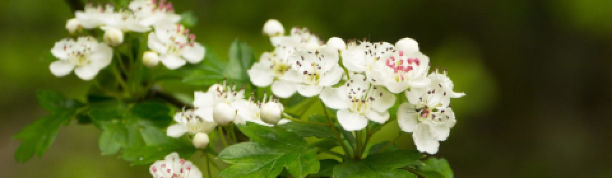 Aubépine, l&rsquo;amie du cœur !