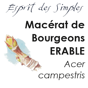 Macérat de Bourgeons Erable