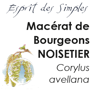 Macérat de Bourgeons Noisetier