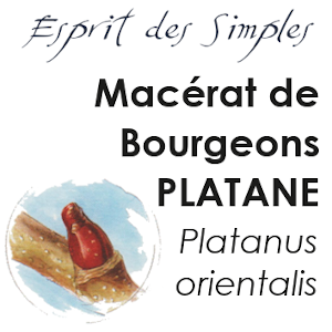 Macérat de Bourgeons Platane