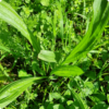 Feuilles de Plantain