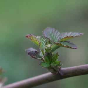 bourgeon ronce