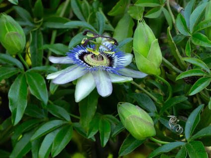 Passiflore