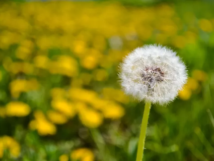 Pissenlit