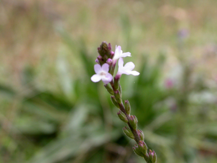 Verveine officinale