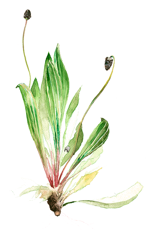 Plantain lancéolé