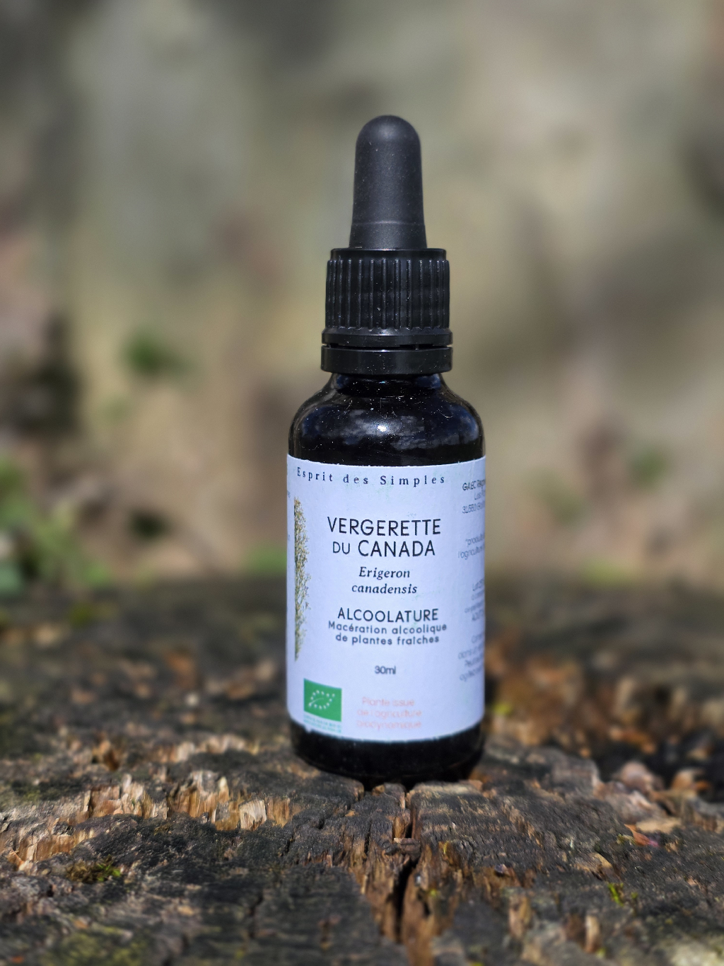 Alcoolature Vergerette du Canada